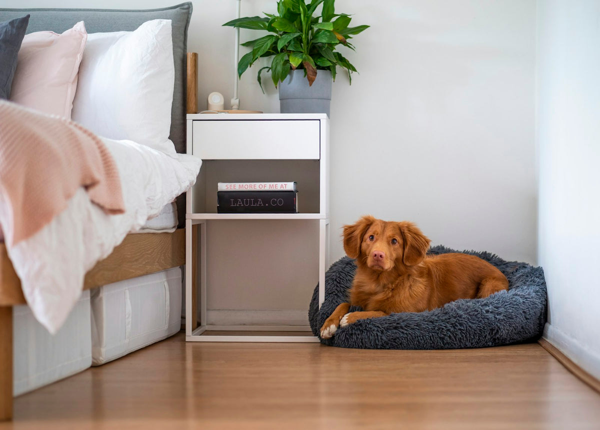 Perro acostado en un sillón blanco